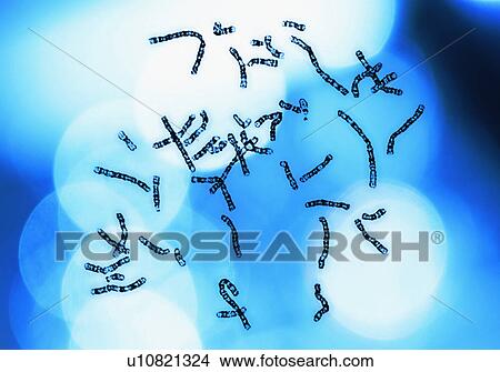 Chromosomes on blue background View Large Photo Image Picture - Chromosomes on blue background. Fotosearch