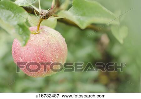 Close up of apple on branch View Large Photo Image Stock Photo - Close up of apple on branch. Fotosearch