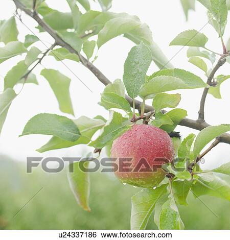 Close up of apple on branch View Large Photo Image Stock Photograph - Close up of apple on branch. Fotosearch