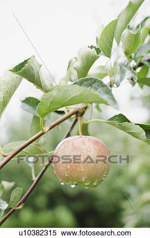 Close up of apple on branch View Large Photo Image Stock Photography - Close up of apple on branch. Fotosearch