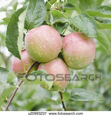 Close up of apples on branch View Large Photo Image Stock Photo - Close up of apples on branch. Fotosearch