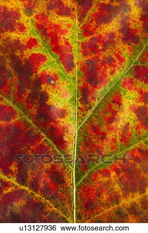 Stock Photograph - Close-up of autumn leaf. Fotosearch