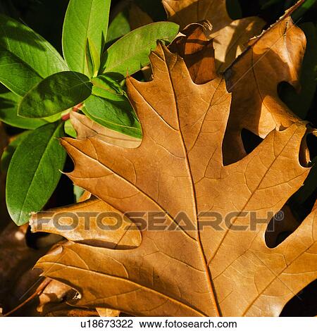 Close-up of brownish and green leaves View Large Photo Image Stock Image - Close-up of brownish and green leaves. Fotosearch