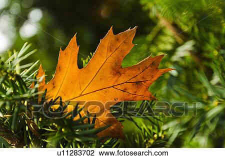Close-up of brownish leaf on spruce tree View Large Photo Image Stock Image - Close-up of brownish leaf on spruce tree. Fotosearch