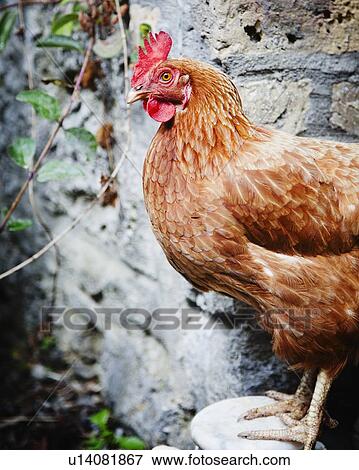 Close up of chicken View Large Photo Image Stock Photo - Close up of chicken. Fotosearch