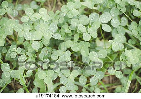 Picture - Close up of clovers. Fotosearch