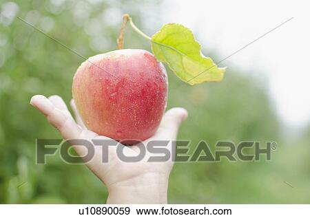 Close up of girl's (8-9) hand holding red apple View Large Photo Image Stock Photo - Close up of girl's (8-9) hand holding red apple. Fotosearch
