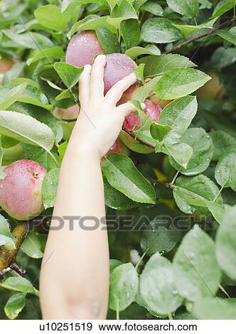 Stock Photo - Close up of girl's (8-9) hand picking apple . Fotosearch