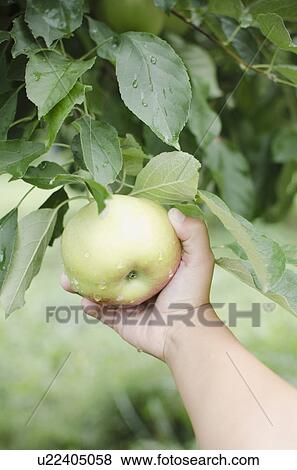 Close up of girl's (8-9) hand picking apple View Large Photo Image Stock Photo - Close up of girl's (8-9) hand picking apple . Fotosearch