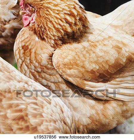 Close-up of hen View Large Photo Image Stock Photograph - Close-up of hen. Fotosearch