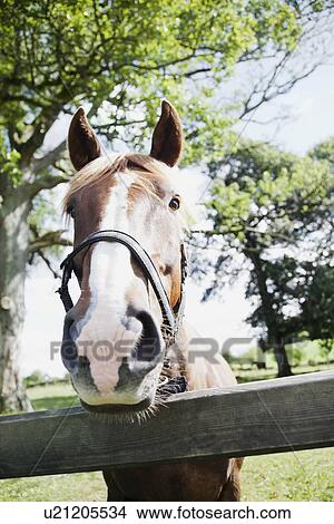 Picture - Close-up of horse in farm. Fotosearch