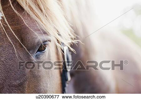 Close-up of horse View Large Photo Image Stock Photo - Close-up of horse. Fotosearch