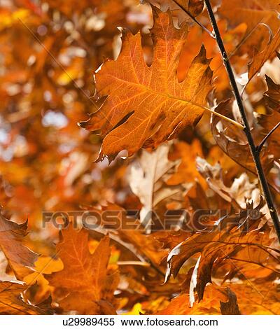 Close-up of orange leaves on tree View Large Photo Image Stock Photography - Close-up of orange leaves on tree. Fotosearch