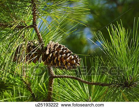 Close-up of pine cone View Large Photo Image Stock Image - Close-up of pine cone. Fotosearch