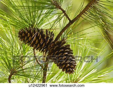 Close-up of pine cones View Large Photo Image Stock Image - Close-up of pine cones. Fotosearch