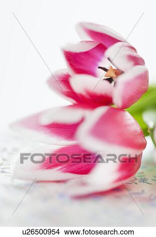 Picture - Close-up of pink tulips. Fotosearch