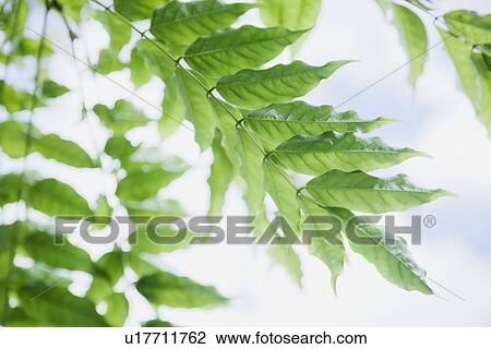 Stock Image - Close up of vine leaf. Fotosearch
