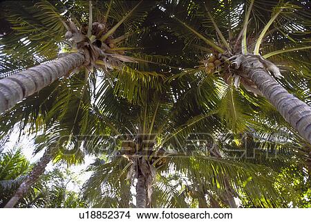 Coconut palm trees View Large Photo Image Picture - Coconut palm trees. Fotosearch