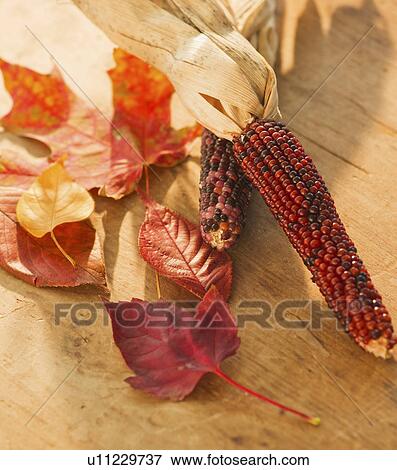 Colorful autumn leaves and corncob View Large Photo Image Stock Photo - Colorful autumn leaves and corncob. Fotosearch