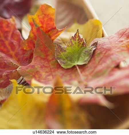 Colorful autumn leaves View Large Photo Image Picture - Colorful autumn leaves. Fotosearch
