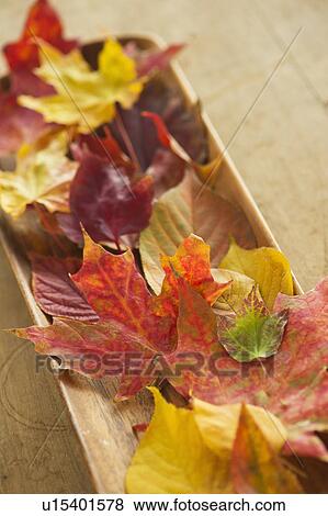 Colorful autumn leaves View Large Photo Image Stock Photo - Colorful autumn leaves. Fotosearch