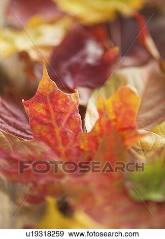Stock Photo - Colorful autumn leaves. Fotosearch