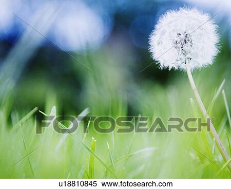 Dandelion in meadow View Large Photo Image Stock Photography - Dandelion in meadow. Fotosearch