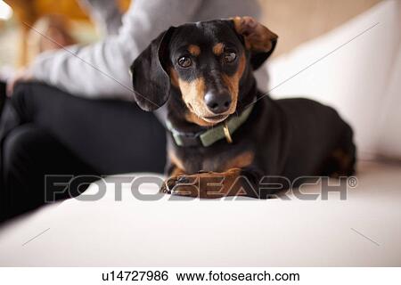 Stock Photograph - Daschund on sofa. Fotosearch