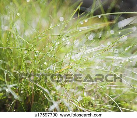Dew on grass View Large Photo Image Stock Image - Dew on grass. Fotosearch