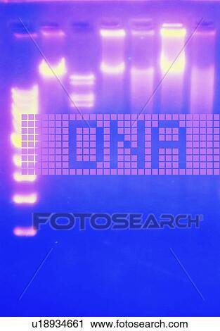DNA pattern, studio shot View Large Photo Image Stock Image - DNA pattern, studio shot. Fotosearch