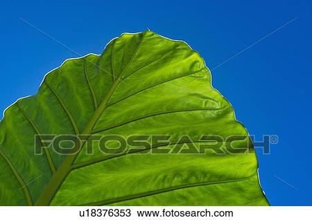 Green leaf against blue sky View Large Photo Image Stock Image - Green leaf against blue sky. Fotosearch
