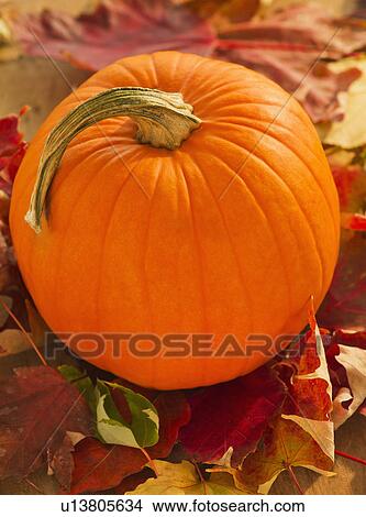 Halloween pumpkin View Large Photo Image Picture - Halloween pumpkin. Fotosearch