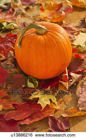 Halloween pumpkin View Large Photo Image Stock Photograph - Halloween pumpkin. Fotosearch