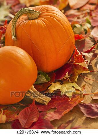 Picture - Halloween pumpkins. Fotosearch