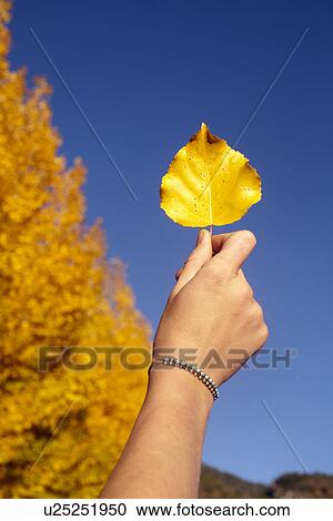 Hand of woman holding up yellow leaf View Large Photo Image Stock Image - Hand of woman holding up yellow leaf. Fotosearch