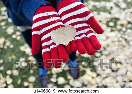 Hands of woman holding autumn leaf View Large Photo Image Stock Photo - Hands of woman holding autumn leaf. Fotosearch