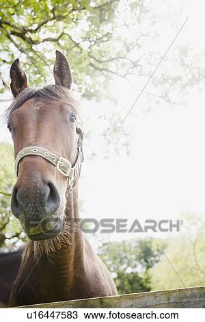 Stock Image - Horse in farm. Fotosearch