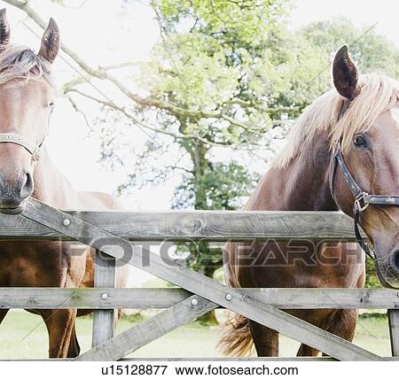 Horses in farm View Large Photo Image Stock Photo - Horses in farm. Fotosearch