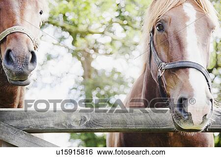 Horses in farm View Large Photo Image Stock Photograph - Horses in farm. Fotosearch