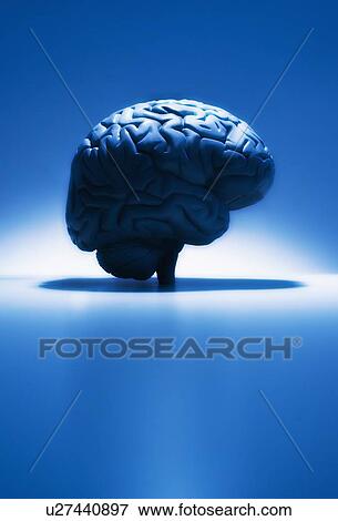 Human brain model, studio shot View Large Photo Image Stock Photo - Human brain model, studio shot. Fotosearch