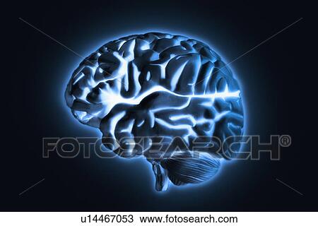 Human brain model with blue glow, studio shot View Large Photo Image Stock Image - Human brain model with blue glow, studio shot. Fotosearch
