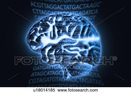 Human brain model with blue glow, studio shot View Large Photo Image Stock Photography - Human brain model with blue glow, studio shot. Fotosearch