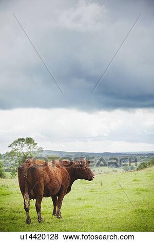 Stock Photo - Ireland, County Westmeath, Cow on pasture. Fotosearch