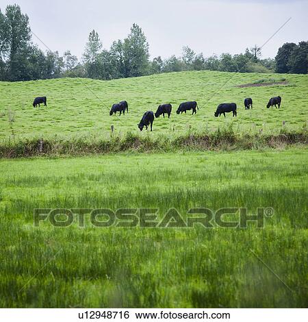Stock Photograph - Ireland, County Westmeath, Cows in field. Fotosearch
