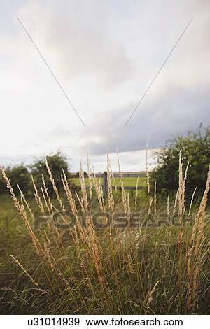 Stock Photo - Ireland, County Westmeath, Grass on pasture. Fotosearch