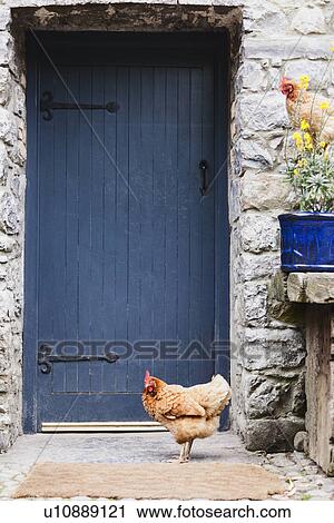 Stock Image - Ireland, County Westmeath, Hen in front of wooden door. Fotosearch