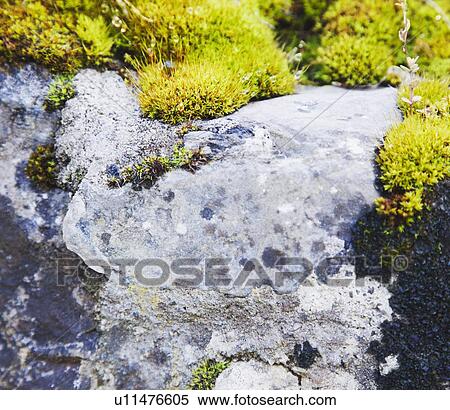 Stock Photography - Ireland, County Westmeath, Moss on rock. Fotosearch