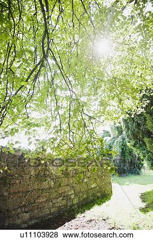 Ireland, County Westmeath, Sun shining through tree branch View Large Photo Image Stock Photo - Ireland, County Westmeath, Sun shining through tree branch. Fotosearch