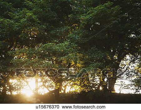 Ireland, County Westmeath, Sunset behind trees View Large Photo Image Stock Image - Ireland, County Westmeath, Sunset behind trees. Fotosearch