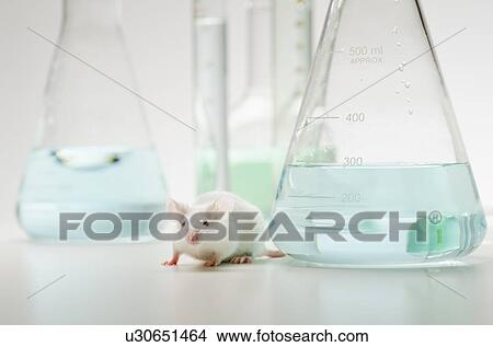 Picture - Laboratory mouse in front of laboratory glassware, studio shot. Fotosearch